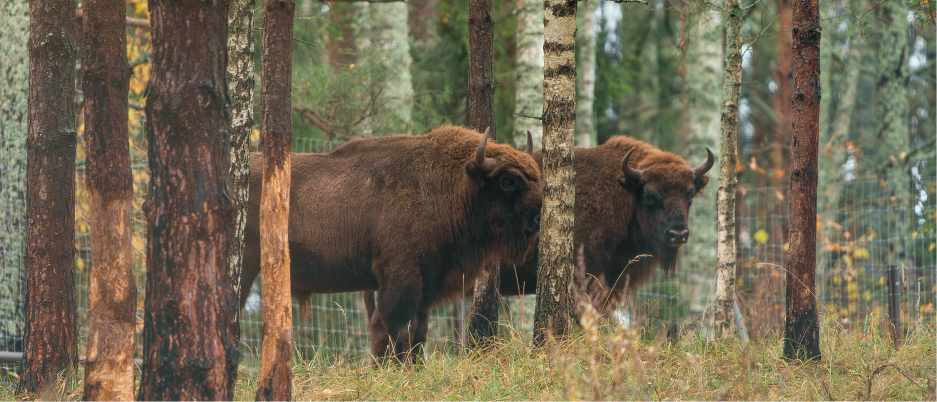 Возвращение зубров в дикую природу